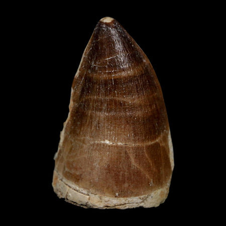 XL 2.2" Mosasaur Prognathodon Fossil Tooth Cretaceous Dinosaur Era COA, Stand