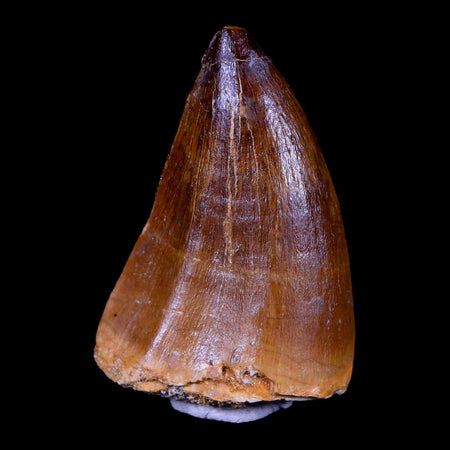 XL 2" Mosasaur Prognathodon Fossil Tooth Cretaceous Dinosaur Era COA & Stand