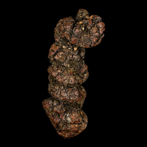 3.4" Prehistoric Coprolite Fossil Specimen Poop Dung Miocene Madagascar - Fossil Age Minerals