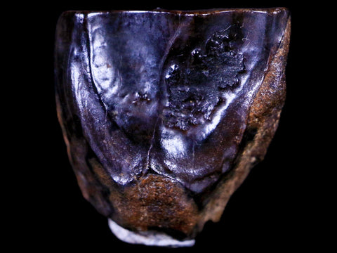 XL 0.6" Triceratops Fossil Tooth Hell Creek FM Cretaceous Dinosaur MT COA & Display - Fossil Age Minerals