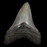 2.9" Quality Megalodon Shark Tooth Serrated Fossil Natural Miocene Age COA