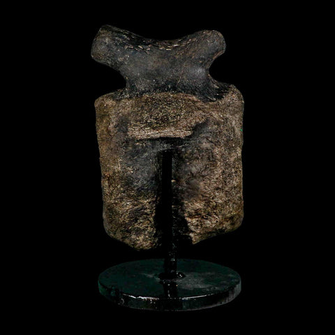 4.4" Hypacrosaurus Dinosaur Fossil Vertebrae Bone Two Medicine FM MT COA Stand