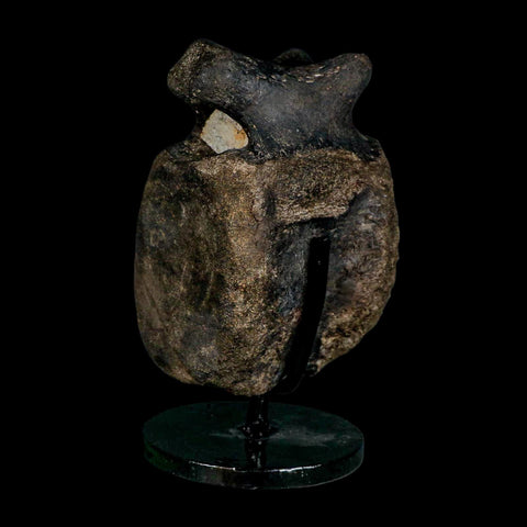 4.4" Hypacrosaurus Dinosaur Fossil Vertebrae Bone Two Medicine FM MT COA Stand