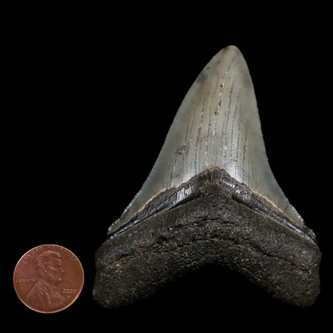 2.9" Quality Megalodon Shark Tooth Serrated Fossil Natural Miocene Age COA - Fossil Age Minerals