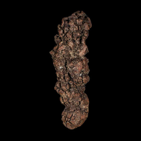 3.2" Prehistoric Coprolite Fossil Specimen Poop Dung Miocene Madagascar - Fossil Age Minerals