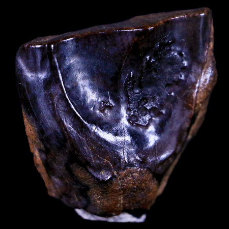 XL 0.6" Triceratops Fossil Tooth Hell Creek FM Cretaceous Dinosaur MT COA & Display