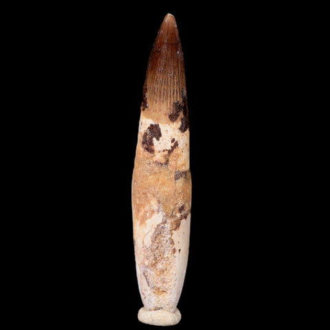 XXL 4" Spinosaurus Fossil Tooth 100 Mil Yrs Old Cretaceous Dinosaur COA & Stand - Fossil Age Minerals