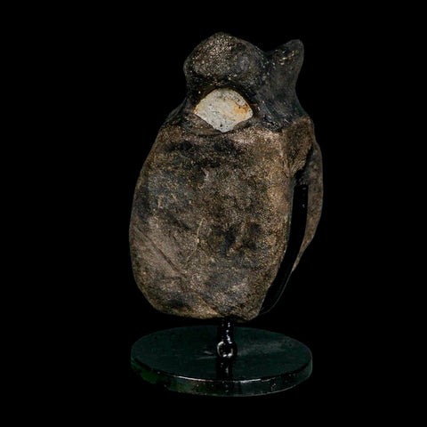 4.4" Hypacrosaurus Dinosaur Fossil Vertebrae Bone Two Medicine FM MT COA Stand