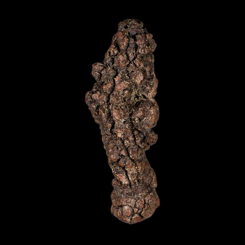 3.2" Prehistoric Coprolite Fossil Specimen Poop Dung Miocene Madagascar - Fossil Age Minerals