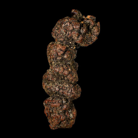 3.4" Prehistoric Coprolite Fossil Specimen Poop Dung Miocene Madagascar - Fossil Age Minerals