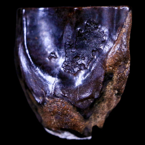 XL 0.6" Triceratops Fossil Tooth Hell Creek FM Cretaceous Dinosaur MT COA & Display - Fossil Age Minerals