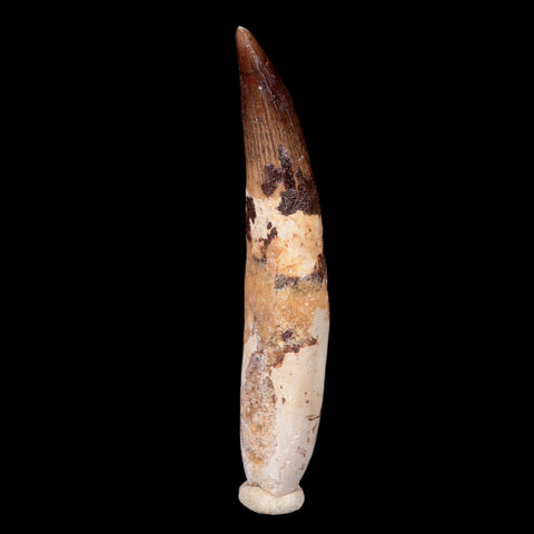 XXL 4" Spinosaurus Fossil Tooth 100 Mil Yrs Old Cretaceous Dinosaur COA & Stand - Fossil Age Minerals