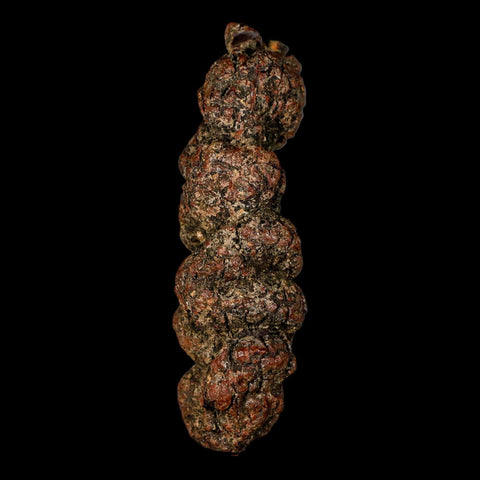 3.4" Prehistoric Coprolite Fossil Specimen Poop Dung Miocene Madagascar - Fossil Age Minerals