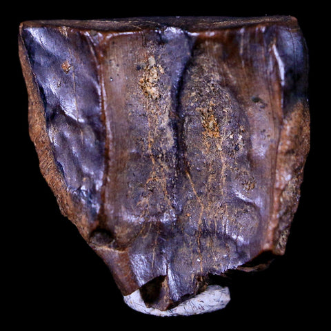XL 0.6" Triceratops Fossil Tooth Hell Creek FM Cretaceous Dinosaur MT COA & Display - Fossil Age Minerals