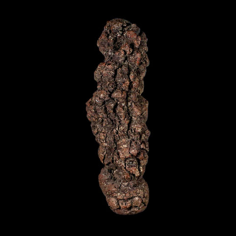 3.2" Prehistoric Coprolite Fossil Specimen Poop Dung Miocene Madagascar - Fossil Age Minerals