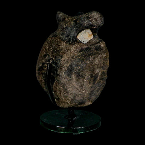 4.4" Hypacrosaurus Dinosaur Fossil Vertebrae Bone Two Medicine FM MT COA Stand