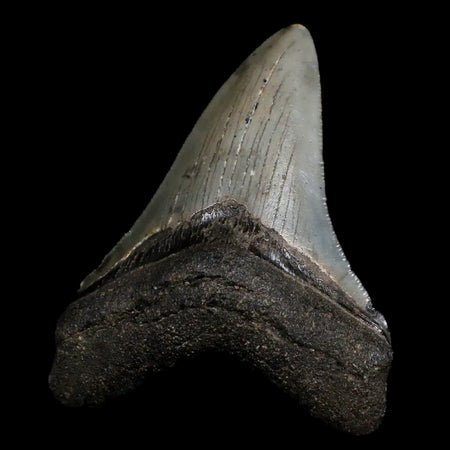 2.9" Quality Megalodon Shark Tooth Serrated Fossil Natural Miocene Age COA