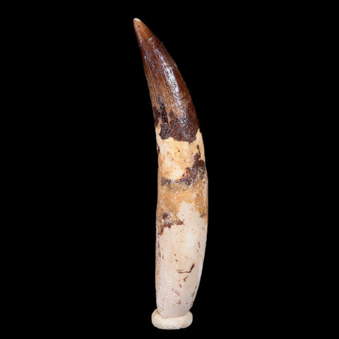 XXL 4" Spinosaurus Fossil Tooth 100 Mil Yrs Old Cretaceous Dinosaur COA & Stand - Fossil Age Minerals