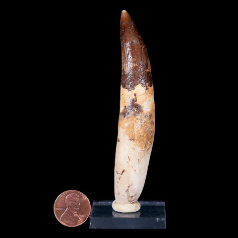 XXL 4" Spinosaurus Fossil Tooth 100 Mil Yrs Old Cretaceous Dinosaur COA & Stand - Fossil Age Minerals