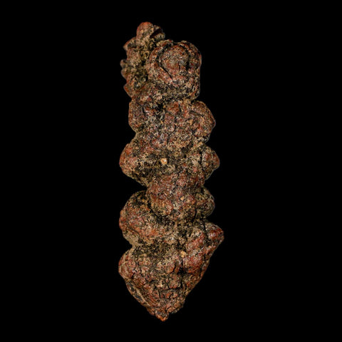 3.4" Prehistoric Coprolite Fossil Specimen Poop Dung Miocene Madagascar - Fossil Age Minerals
