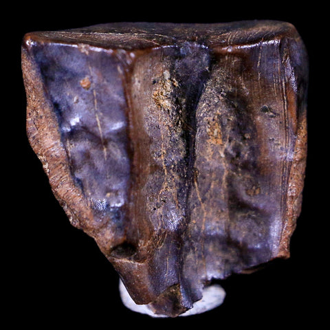 XL 0.6" Triceratops Fossil Tooth Hell Creek FM Cretaceous Dinosaur MT COA & Display - Fossil Age Minerals