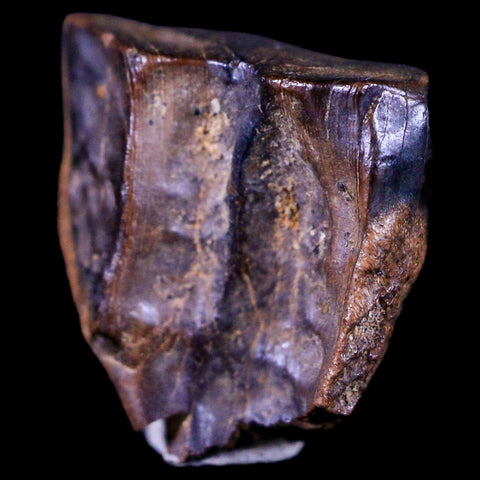 XL 0.6" Triceratops Fossil Tooth Hell Creek FM Cretaceous Dinosaur MT COA & Display - Fossil Age Minerals