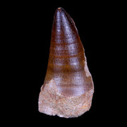 XL 2.8" Mosasaur Prognathodon Fossil Tooth Cretaceous Dinosaur Era COA & Stand