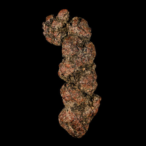 3.4" Prehistoric Coprolite Fossil Specimen Poop Dung Miocene Madagascar - Fossil Age Minerals