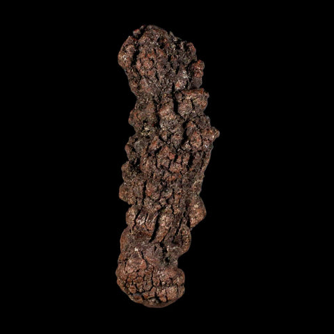 3.2" Prehistoric Coprolite Fossil Specimen Poop Dung Miocene Madagascar - Fossil Age Minerals