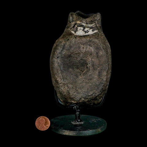 4.8" Hypacrosaurus Dinosaur Fossil Vertebrae Bone Two Medicine FM MT COA Stand