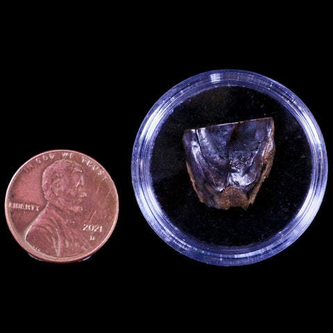 XL 0.6" Triceratops Fossil Tooth Hell Creek FM Cretaceous Dinosaur MT COA & Display - Fossil Age Minerals