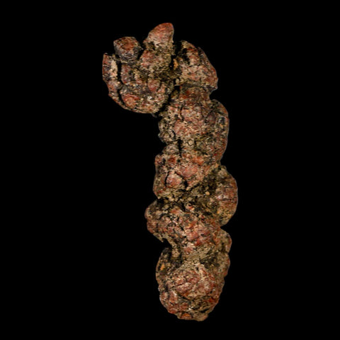 3.4" Prehistoric Coprolite Fossil Specimen Poop Dung Miocene Madagascar - Fossil Age Minerals