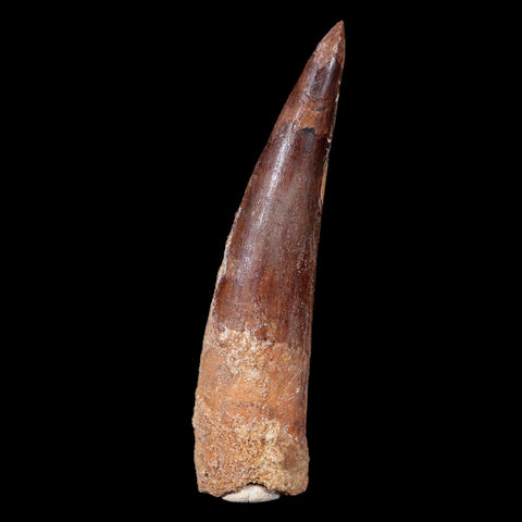 XL 3.5" Spinosaurus Fossil Tooth 100 Mil Yrs Old Cretaceous Dinosaur COA & Stand - Fossil Age Minerals