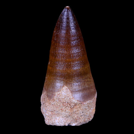 XL 2.8" Mosasaur Prognathodon Fossil Tooth Cretaceous Dinosaur Era COA & Stand