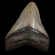 2.9" Quality Megalodon Shark Tooth Serrated Fossil Natural Miocene Age COA