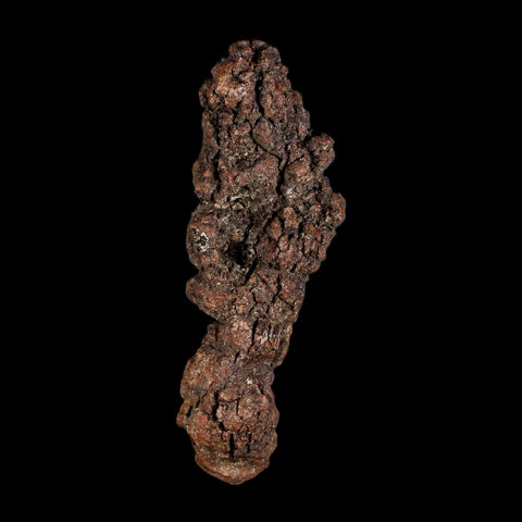 3.2" Prehistoric Coprolite Fossil Specimen Poop Dung Miocene Madagascar - Fossil Age Minerals