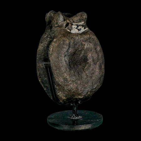 4.8" Hypacrosaurus Dinosaur Fossil Vertebrae Bone Two Medicine FM MT COA Stand