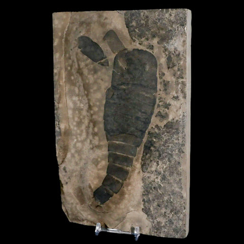 6.5" Eurypterus Sea Scorpion Fossil Eurypterid Silurian 420 Mil Yrs Old New York Stand - Fossil Age Minerals