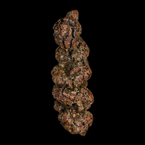 3.4" Prehistoric Coprolite Fossil Specimen Poop Dung Miocene Madagascar - Fossil Age Minerals