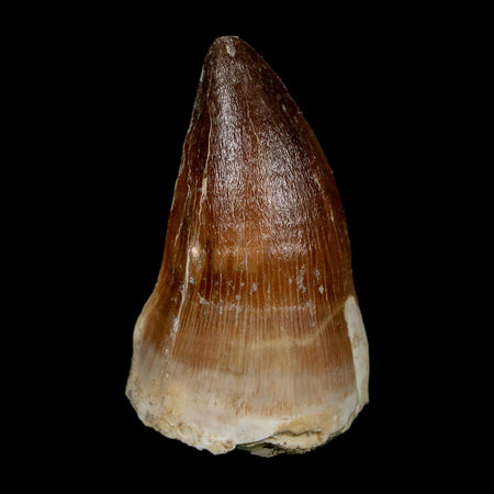 XL 2.2" Mosasaur Prognathodon Fossil Tooth Cretaceous Dinosaur Era COA, Stand