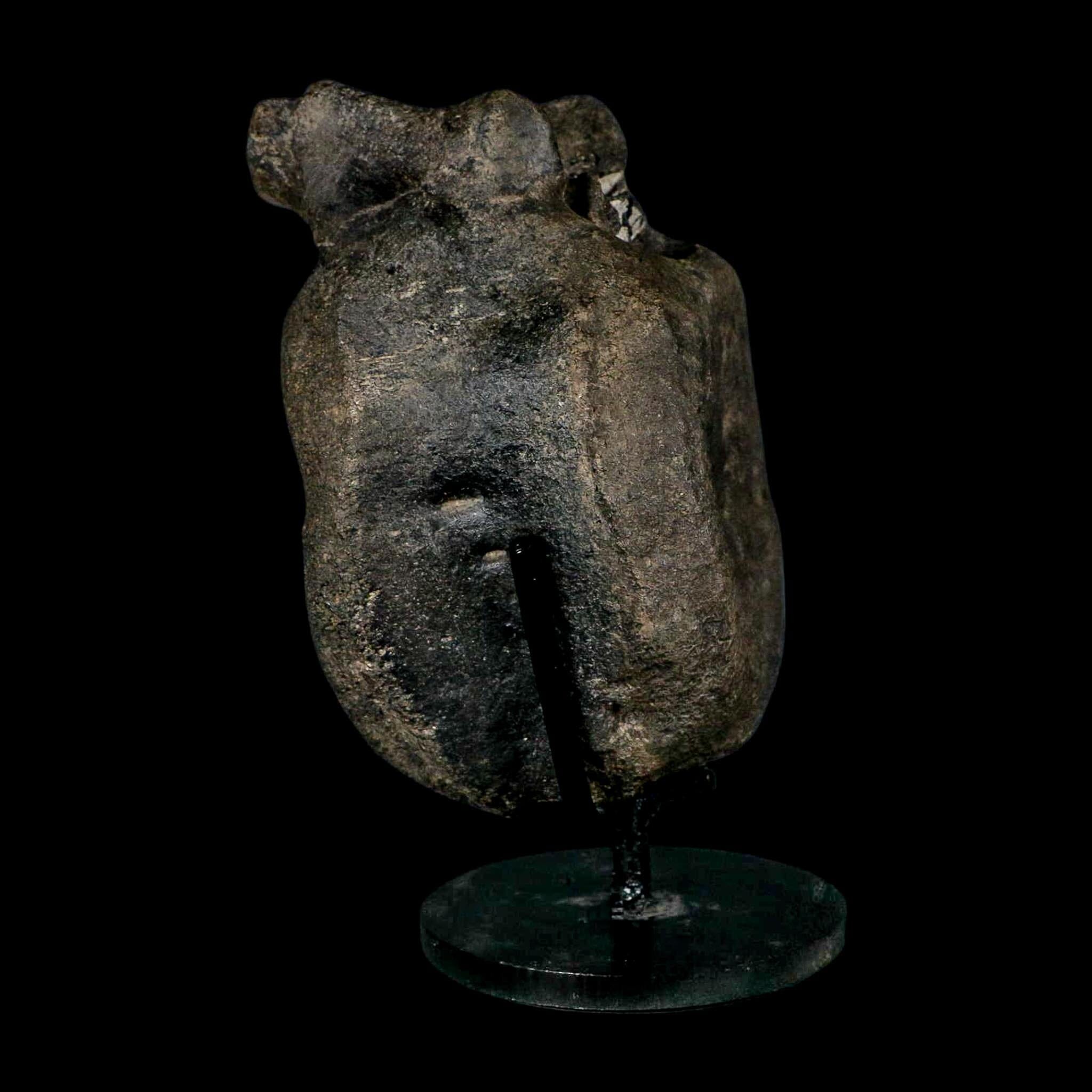 4.8" Hypacrosaurus Dinosaur Fossil Vertebrae Bone Two Medicine FM MT COA Stand - Fossil Age Minerals