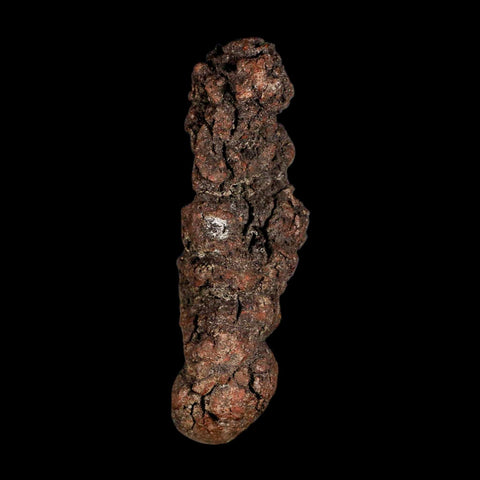 3.2" Prehistoric Coprolite Fossil Specimen Poop Dung Miocene Madagascar - Fossil Age Minerals