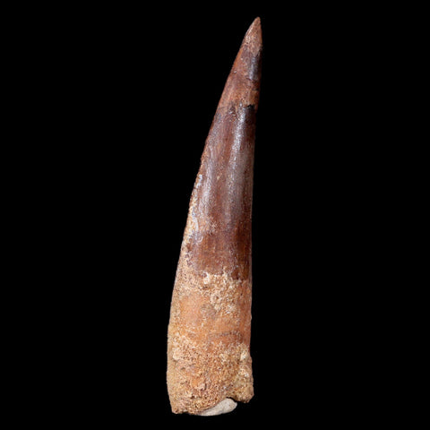 XL 3.5" Spinosaurus Fossil Tooth 100 Mil Yrs Old Cretaceous Dinosaur COA & Stand - Fossil Age Minerals