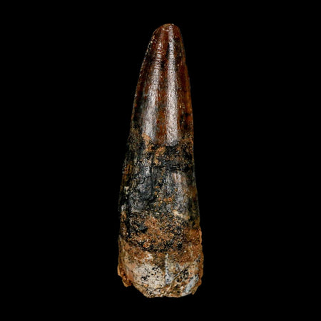 XL 3.5" Spinosaurus Fossil Tooth 100 Million Years Old Cretaceous Dinosaur COA
