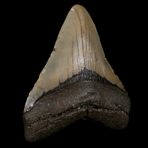 2.9" Quality Megalodon Shark Tooth Serrated Fossil Natural Miocene Age COA - Fossil Age Minerals