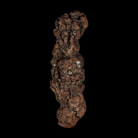 3.2" Prehistoric Coprolite Fossil Specimen Poop Dung Miocene Madagascar - Fossil Age Minerals