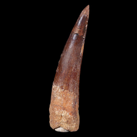 XL 3.5" Spinosaurus Fossil Tooth 100 Mil Yrs Old Cretaceous Dinosaur COA & Stand - Fossil Age Minerals