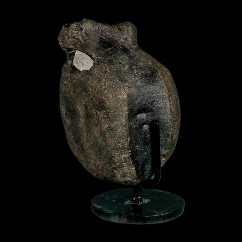 4.8" Hypacrosaurus Dinosaur Fossil Vertebrae Bone Two Medicine FM MT COA Stand