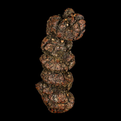 3.4" Prehistoric Coprolite Fossil Specimen Poop Dung Miocene Madagascar - Fossil Age Minerals