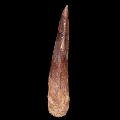 XL 3.5" Spinosaurus Fossil Tooth 100 Mil Yrs Old Cretaceous Dinosaur COA & Stand - Fossil Age Minerals